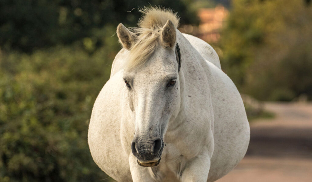 Horse Pregnancy... What to Expect